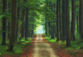Forest road between old beech trees