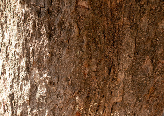 The texture of the tree bark. The bark is brown.