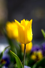 Naklejka premium Tulip