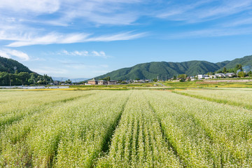 松本市中山のそば畑