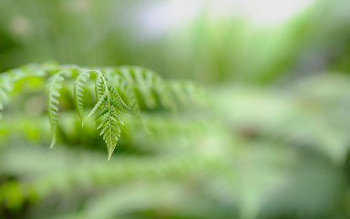 close-up Beautyful ferns leaf