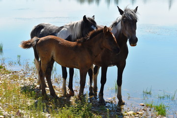 Obraz na płótnie Canvas Horses walking on water