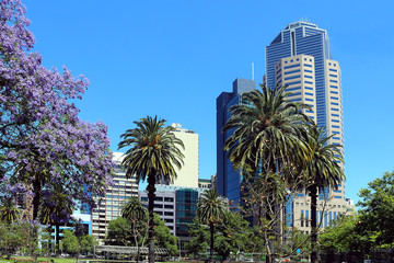 Fototapeta na wymiar Green oasis with palm and lilac jacaranda trees among skyscrapers in Melbourne, Australia