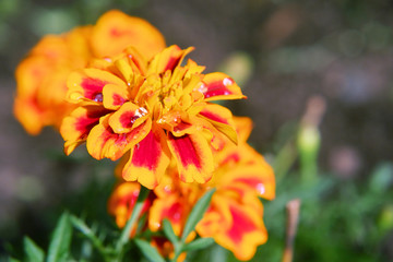 Flowers marigolds