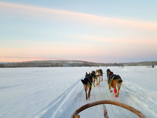 Husky Sled Safari in Rovaniemi, Lapland behind the Arctic Circle. Dog Sledding in snowy Finland. 