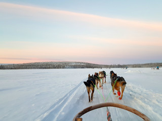Husky Sled Safari in Rovaniemi, Lapland behind the Arctic Circle. Dog Sledding in snowy Finland.  © Khrystsina