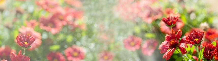 Obraz premium Sommerblumen im Sonnenschein - Panorama Banner