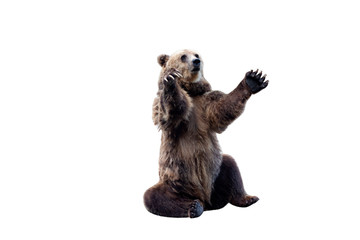 Brown bear waves his paw. Isolated white background.