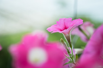 Penstemon 'Apple Blossom' flower in the garden