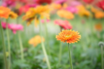 Beautiful orange, pink and yellow gerbera daisy flower in the ga