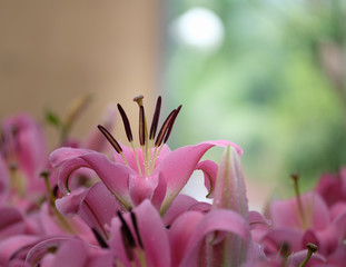 Beautiful pink lilies in the garden.