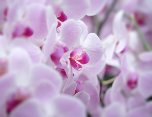 orchid
