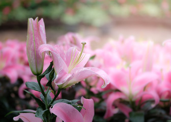 Beautiful pink lilies in the garden.