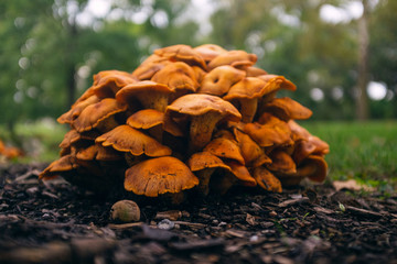 large clump of Jack O'Lantern mushrooms (Omphalotus illudens)