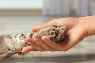 Woman holding dog's paw indoors, closeup view