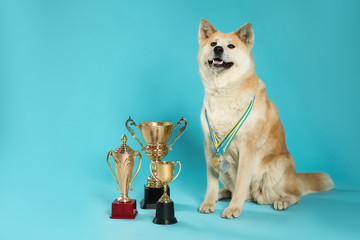 Adorable Akita Inu dog with champion trophies and medals on light blue background