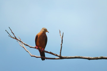 Ground dove on branch