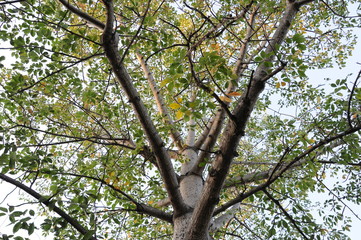 Terrestrial view of a green tree canopy.