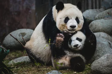 Deurstickers Grote panda © Joshua Davenport