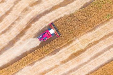 Combine harvester harvests wheat in the field at sunset in autumn in Russia. view from a height of equipment and field.