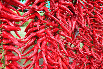Fototapeta premium Dry ripe red pepper outdoors.The local variety of hot pepper from which they get seasoning - adjika Abkhazia