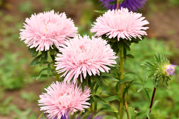 Asters bloom in the garden. Plant care. Beautiful flowers.
