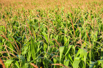 Beautiful view of corn field on sunny day