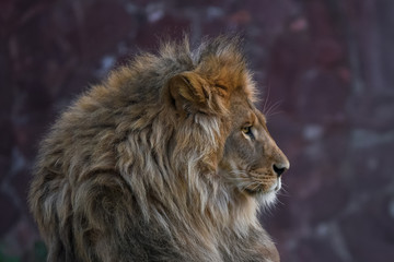 Allphotokz Lion 20190826 7142 D810