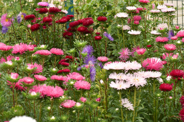 Asters bloom in the garden. Plant care. Beautiful flowers.