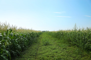 Obraz premium Beautiful view of corn field against blue sky