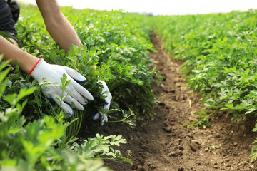 Woman gathering fresh green parsley in field, closeup. Organic farming