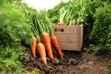Wooden crate of fresh ripe carrots on field. Organic farming - obrazy, fototapety, plakaty