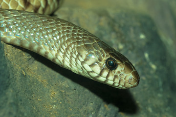 Snake's head