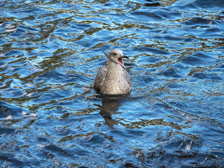 Seagull screams bobbing on the waves in the blue water.