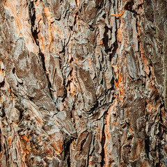 Abstract texture - tree bark. Tree bark in the forest in natural sunlight.