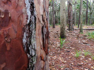 Bulow Plantation Ruins Historic State Park near Daytona - Monument listed on the National Register of Historic Sites; Scenic Walking Trail