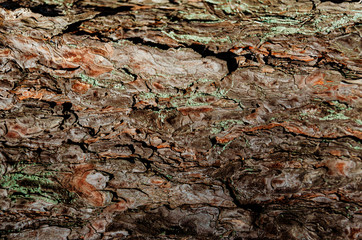 Abstract texture - tree bark. Tree bark in the forest in natural sunlight.