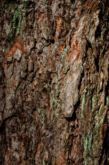 Abstract texture - tree bark. Tree bark in the forest in natural sunlight.