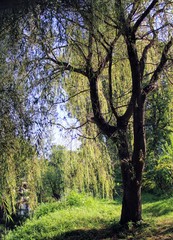 Obraz premium River with bushes and willows