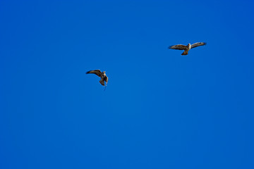 Zwei Mäusebussarde im Flug am Himmel bei der Balz Revierkampf Buteo buteo