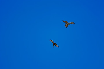Zwei Mäusebussarde im Flug am Himmel bei der Balz Revierkampf Buteo buteo