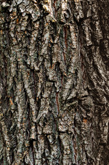 Abstract texture - tree bark. Tree bark in the forest in natural sunlight.