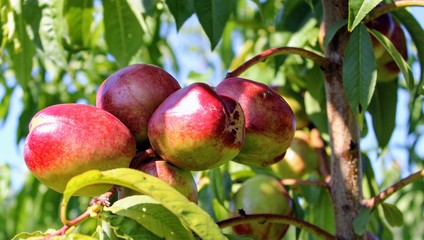 Young tree with nectarines