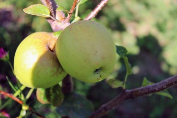 View from below of apple tree