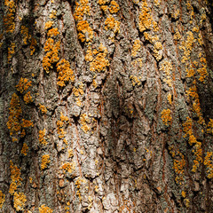 Abstract texture - tree bark. Tree bark in the forest in natural sunlight.