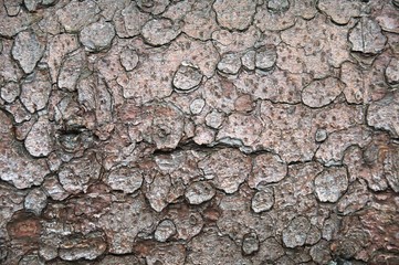 natural background made of bark
