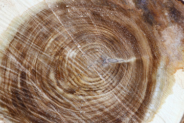 Closeup of tree trunks. Wood texture. Torso with annual rings. Destruction of trees.