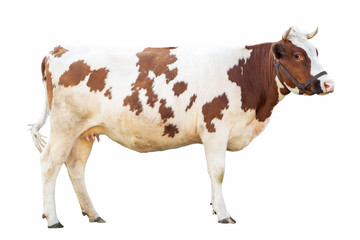 cow on a white background on a farm, farm animal, beautiful cow