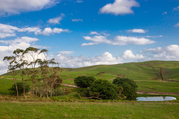 Fototapeta na wymiar green hills of New Zealand, North island