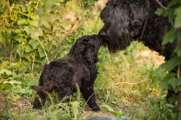 Russian black terrier puppy and dog sniff each other